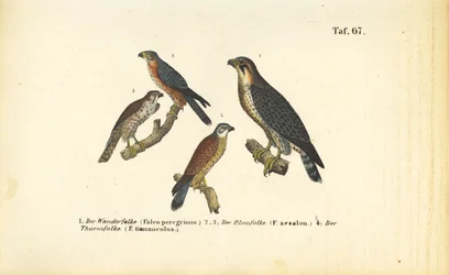 Diverses espèces de faucons