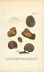 Divers escargots d