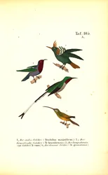 Diverses espèces de colibris