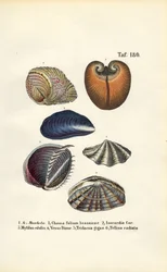 Divers bivalves marins