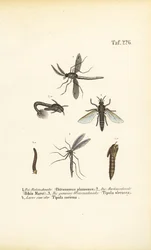 Différents moucherons et moustiques avec leurs stades de développement