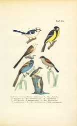 Diverses espèces de mésanges et sittelle