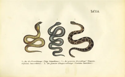 Serpents venimeux : Cobra indien, Fer-de-lance et Crotale des bois