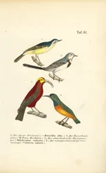 Bergeronnettes et oiseaux solaires exotiques