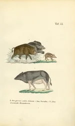 Sangliers et cochons domestiques