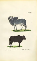 Zébu et buffle