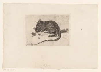Souris