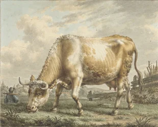 Vache broutant