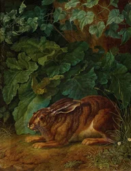 French : Lapin dans les buissons