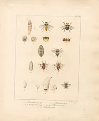 Diverses espèces de mouches et leurs stades de développement (gravure sur cuivre coloriée à la main)