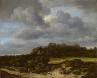 Le champ de maïs