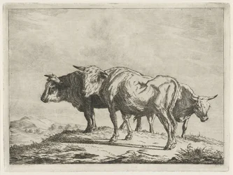 Trois bœufs