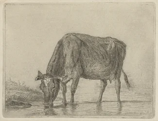 Vache buvant