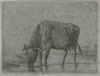 Vache buvant dans une flaque