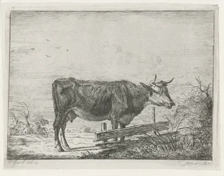Vache debout près d
