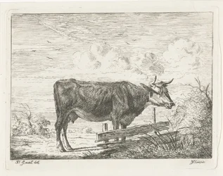 Vache, debout près d