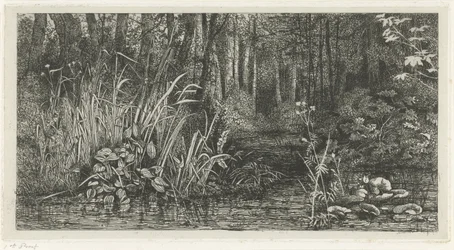 Ruisseau forestier
