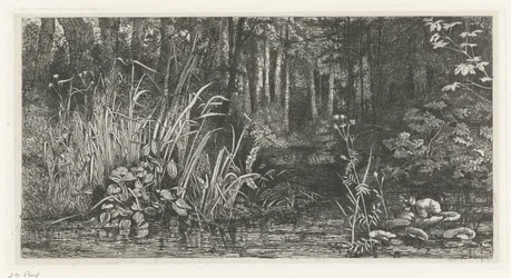 Ruisseau forestier