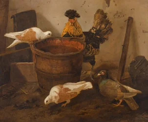 Trois pigeons et un coq près d