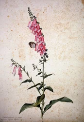 Herbier : Digitalis purpurea avec Papilio paphia