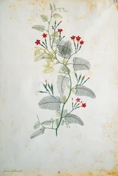 Italie, Quamoclit pennata (liane de cyprès), plante mexicaine, par Jacopo Ligozzi (1547-1627)