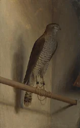 Un épervier