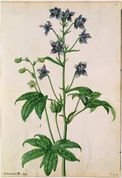 Delphinium : Staphisagria (Stavesacre), vers 1568, par J.Le Moyne de Morgues (d.1588)