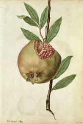 Grenade : Punica granatum, vers 1568, par J.le Moyne de Morgues (vers 1530-88)
