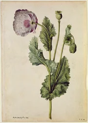 Pavot : Opium (Papaver somniferum), vers 1568, par J.le Moyne de Morgues (vers 1530-88)