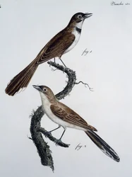 Mâle et femelle du Monarque à lunettes (Monarcha trivirgata)
