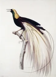 Grand oiseau de paradis, mâle