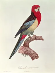 Perruche omnicolore
