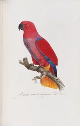 Première variété du Grand Lori, gravé par Langlois, vers 1801-05