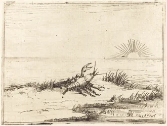 Écrevisse regardant le soleil