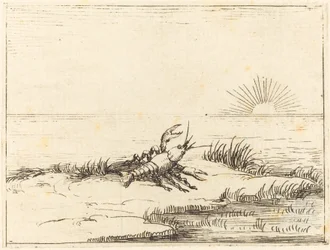 Écrevisse regardant le soleil
