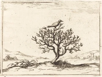 Rossignol dans un buisson