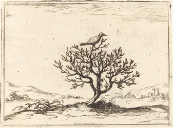 Rossignol dans un buisson