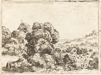 Mouton appelant un agneau
