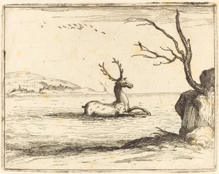 Cerf dans l
