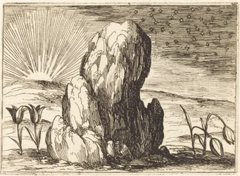 Les Tulipes et le Soleil