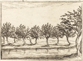 Saules au bord de l
