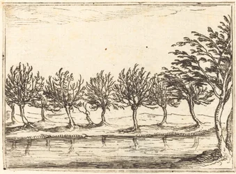 Saules au bord de l