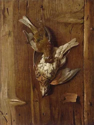 Oiseaux morts (grives et putois)