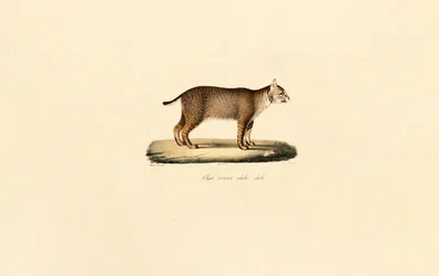 Lynx roux adulte