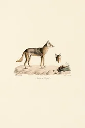 Chacal doré du Sénégal