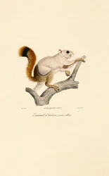 Variante albinos de l