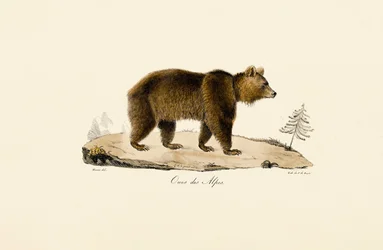 Ours brun des Alpes