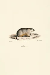 Marmotte alpine (Variante Monax)
