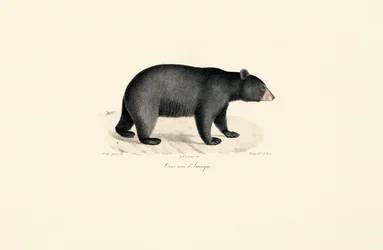 Ours noir américain