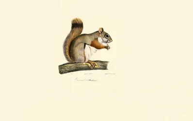 Écureuil roux d